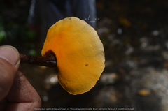 Cristataspora coffeata