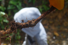 Cristataspora coffeata