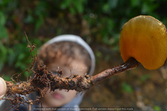 Cristataspora coffeata