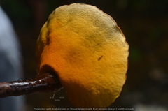 Cristataspora coffeata