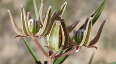 Asclepias navicularis