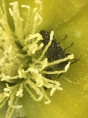Acmaeodera ornatoides