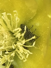Acmaeodera ornatoides