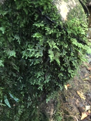 Camptochaete arbuscula