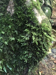 Camptochaete arbuscula