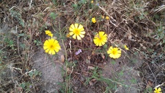 Madia elegans elegans