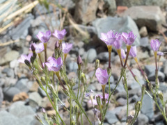 Gilia flavocincta