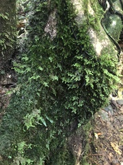 Camptochaete arbuscula