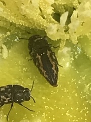 Acmaeodera neglecta neoneglecta