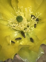 Acmaeodera neglecta neoneglecta