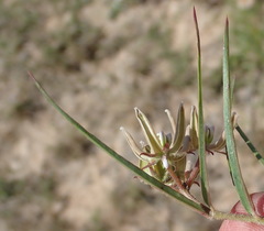 Asclepias navicularis