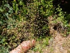 Dichanthelium sphaerocarpon