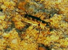 Ellipsoptera cuprascens