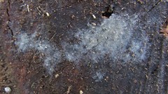 Botryobasidium conspersum