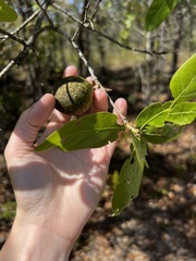 Amphibolips quercuscinerea