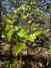 Amphibolips quercuscinerea
