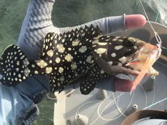 Epinephelus summana