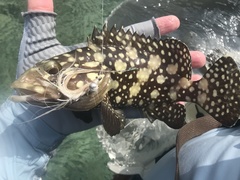 Epinephelus summana