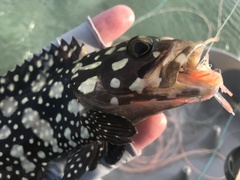 Epinephelus summana