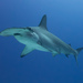 Scalloped Hammerhead - Photo (c) Kris-Mikael Krister, some rights reserved (CC BY)