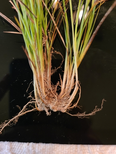Image of Carex digitalis by (c) Jeff Wilson, some rights reserved (CC BY)