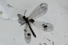 Glenoleon meteoricus