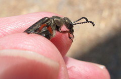 Lytta aenea
