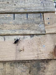 Acanthocephala terminalis