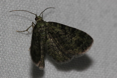 Pasiphila rectangulata