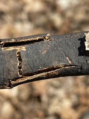 Graphostroma platystomum