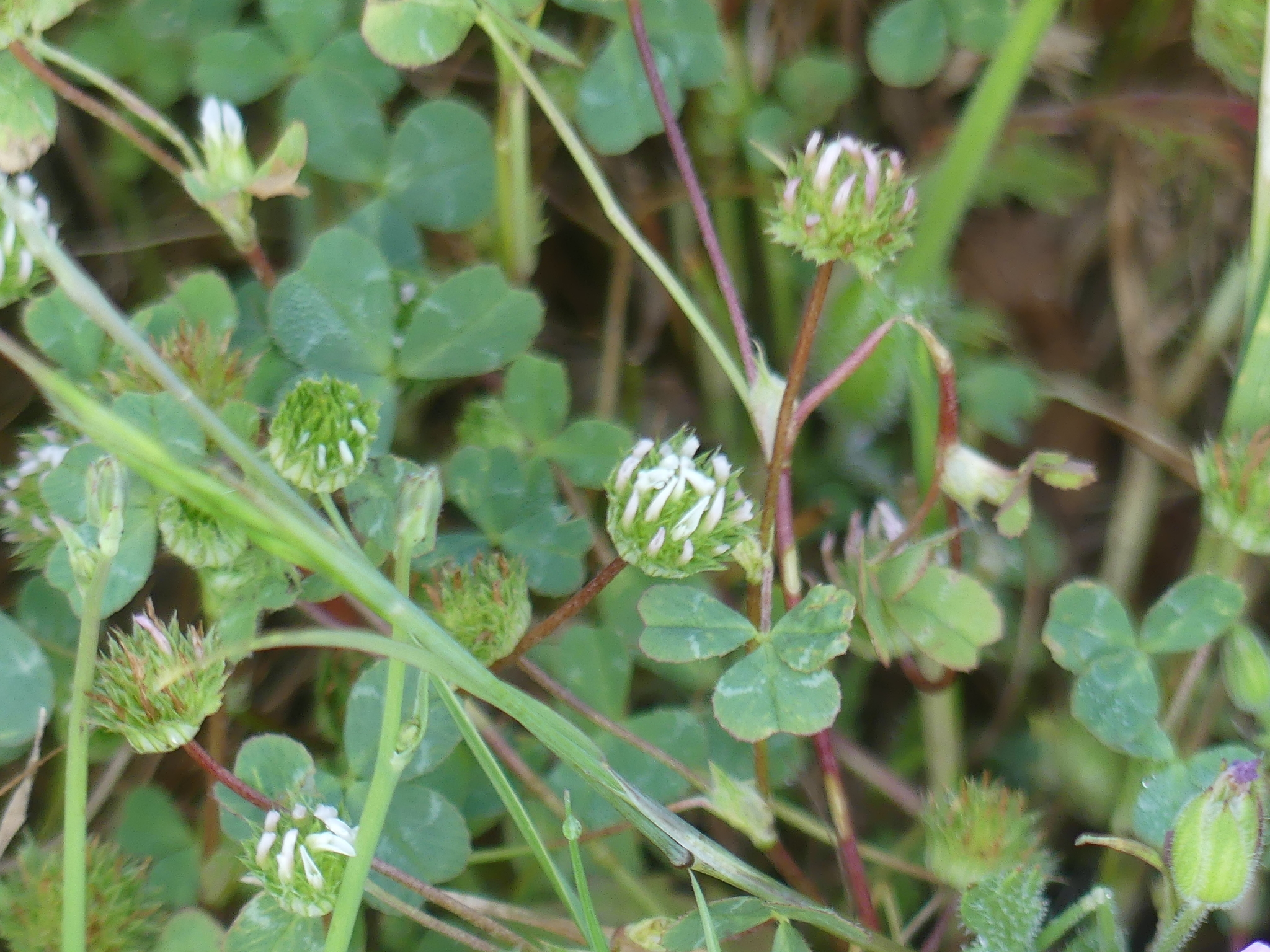 Trifolium microdon