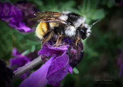 Bombus vancouverensis vancouverensis
