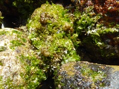 Colpomenia tuberculata