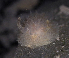 Acanthodoris rhodoceras image