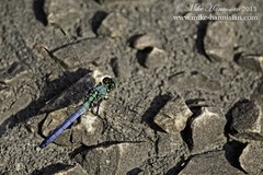 Erythemis simplicicollis