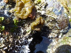 Colpomenia tuberculata