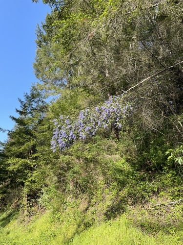 Image of Ceanothus parryi by (c) Roger Raiche, some rights reserved (CC BY)