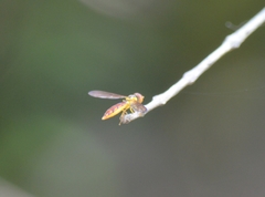 Nuntianus cubanus