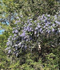 Ceanothus parryi
