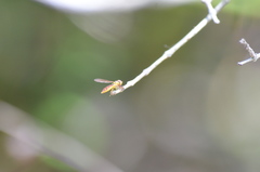Nuntianus cubanus