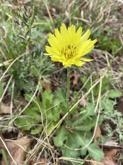 Pyrrhopappus grandiflorus