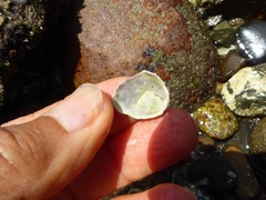 Crepipatella lingulata