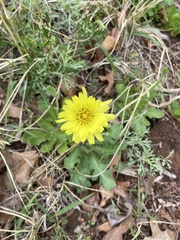 Pyrrhopappus grandiflorus