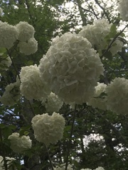 Viburnum macrocephalum