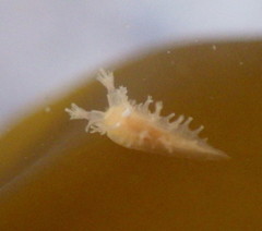 Tritonicula myrakeenae