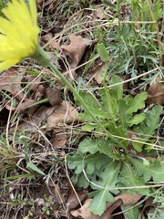 Pyrrhopappus grandiflorus