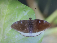 Tanaecia whiteheadi