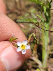 Leptosiphon bolanderi