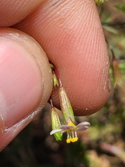 Leptosiphon bolanderi