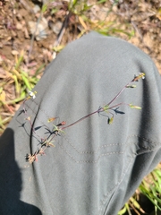 Leptosiphon bolanderi